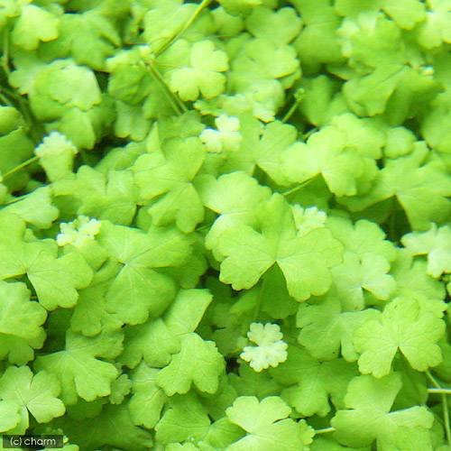 Amazon.co.jp: （水草）オーストラリアン ノチドメ（水中葉）（無農薬